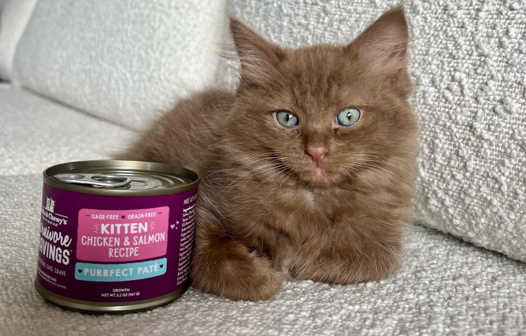 Kitten Food Supports Bones and Teeth