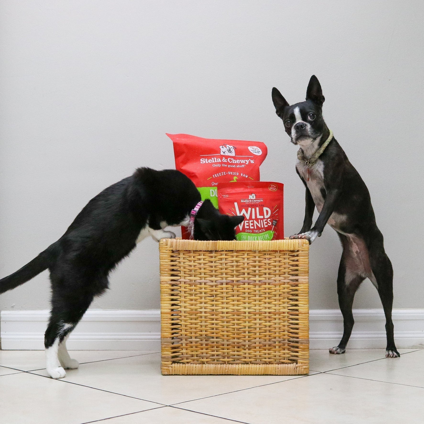 Benefits of Raw Pet Food | Stella & Chewy's