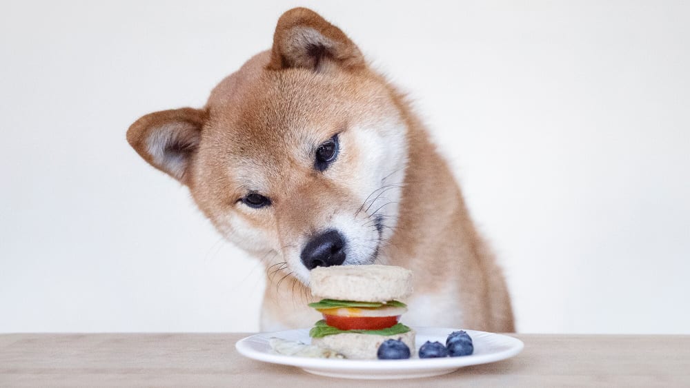 Pet Supplies Vegetables Can Dogs Eat Yellow Bell Peppers Learn