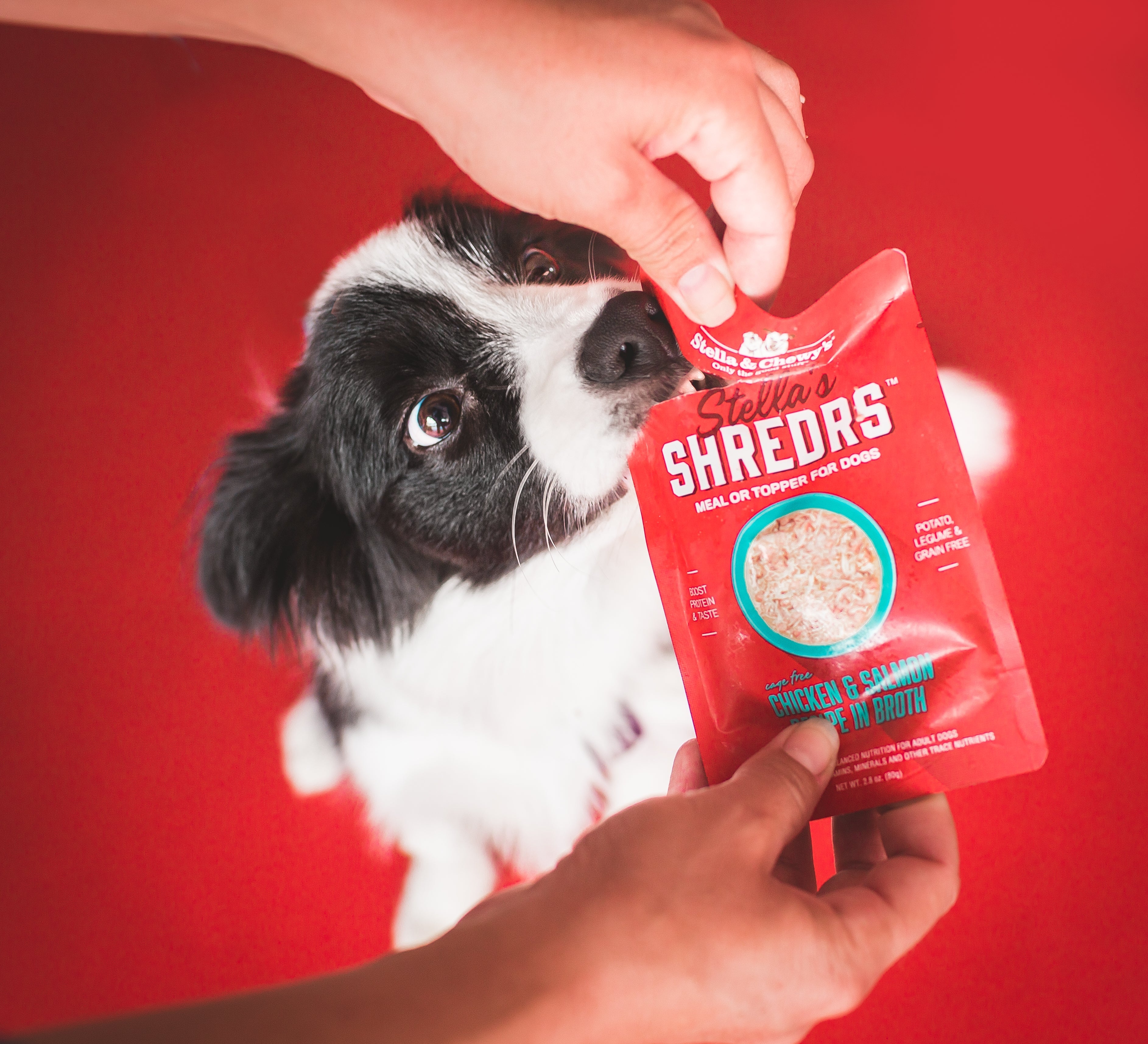 High Protein Wet Dog Food | Stella & Chewy's