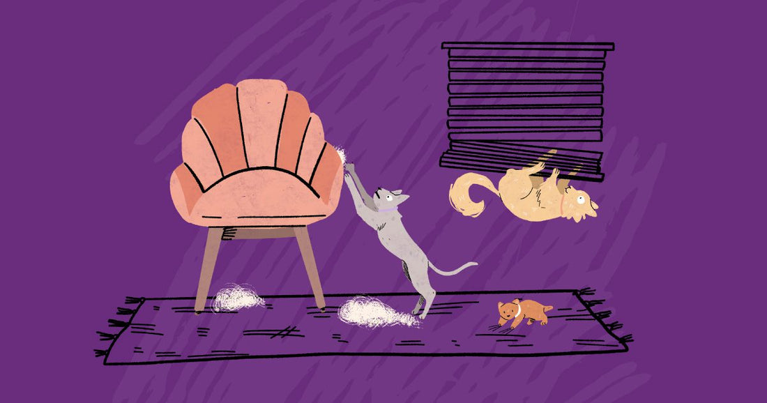 How to Keep Cats From Scratching Furniture Stella & Chewy's