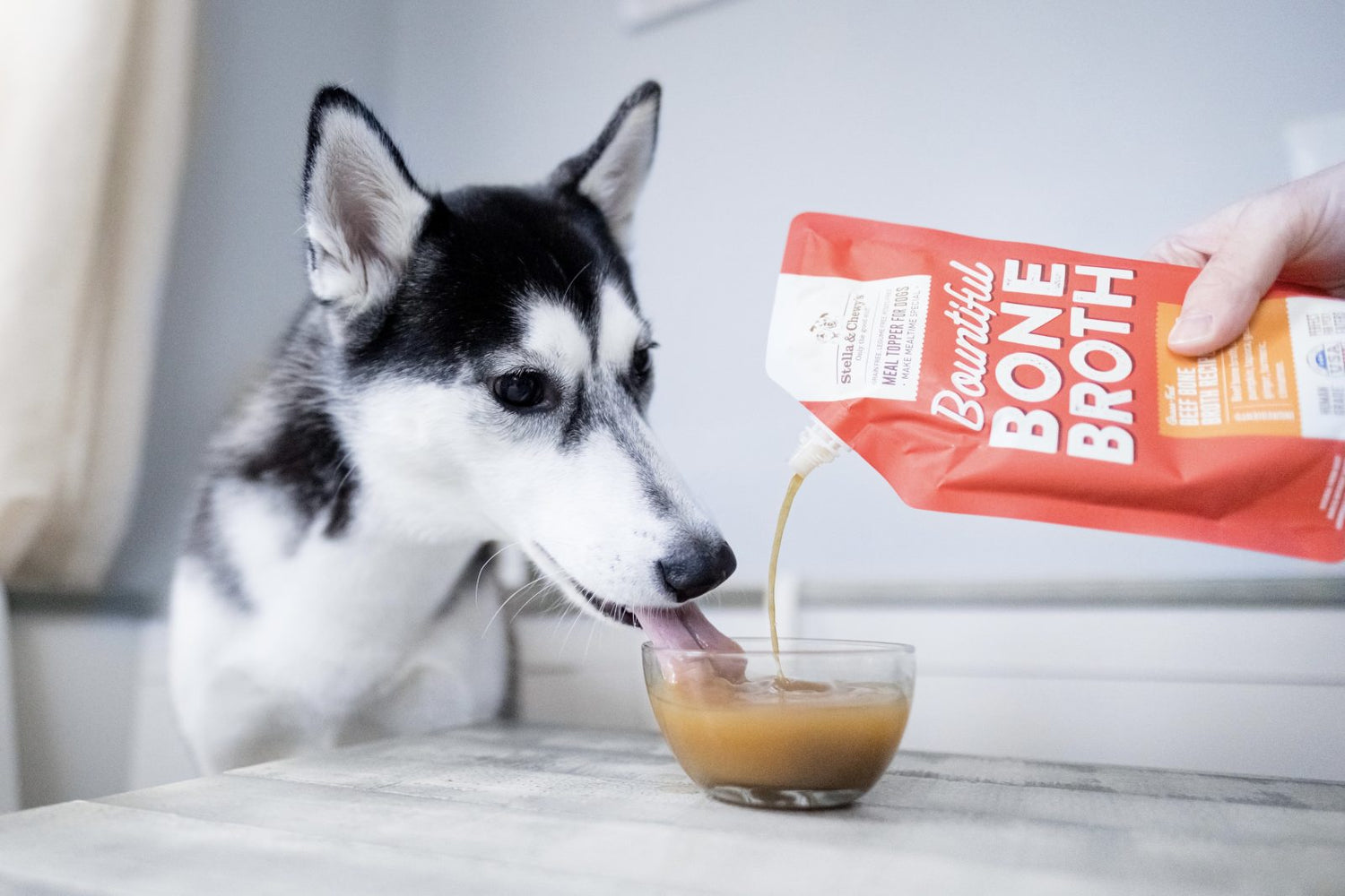 Can Dogs Have Chicken Broth? Is it Good for Them? Stella & Chewy's