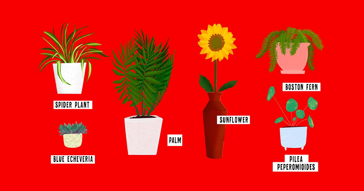 Which Houseplants Are Safe for Pets? Stella & Chewy's