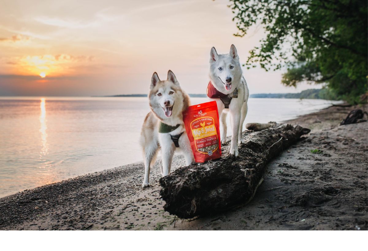 Image showcasing Low Carb High Protein Dog Food