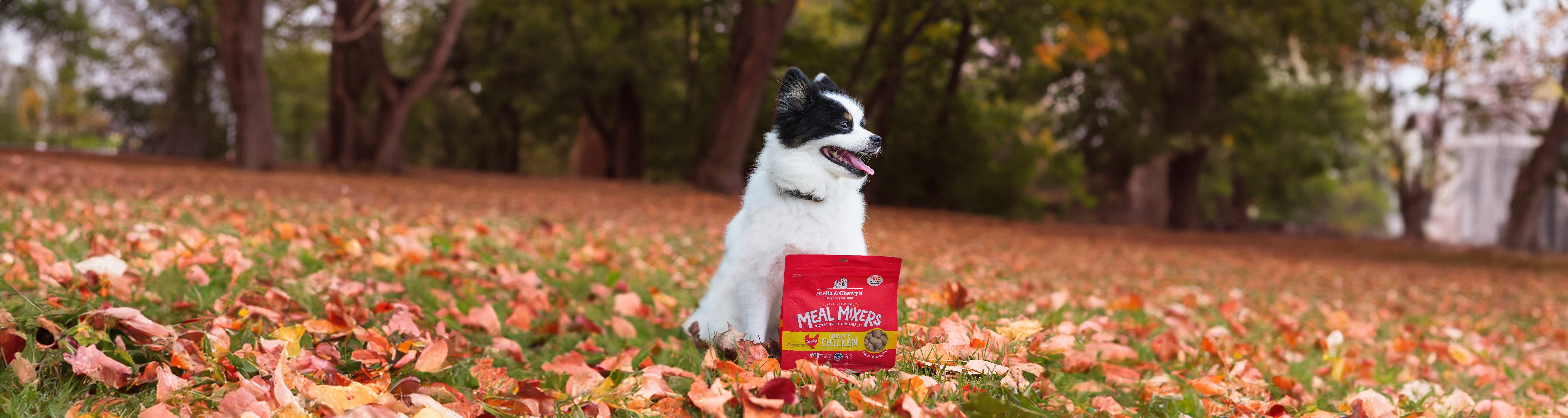 Best Seller Dog Bundles