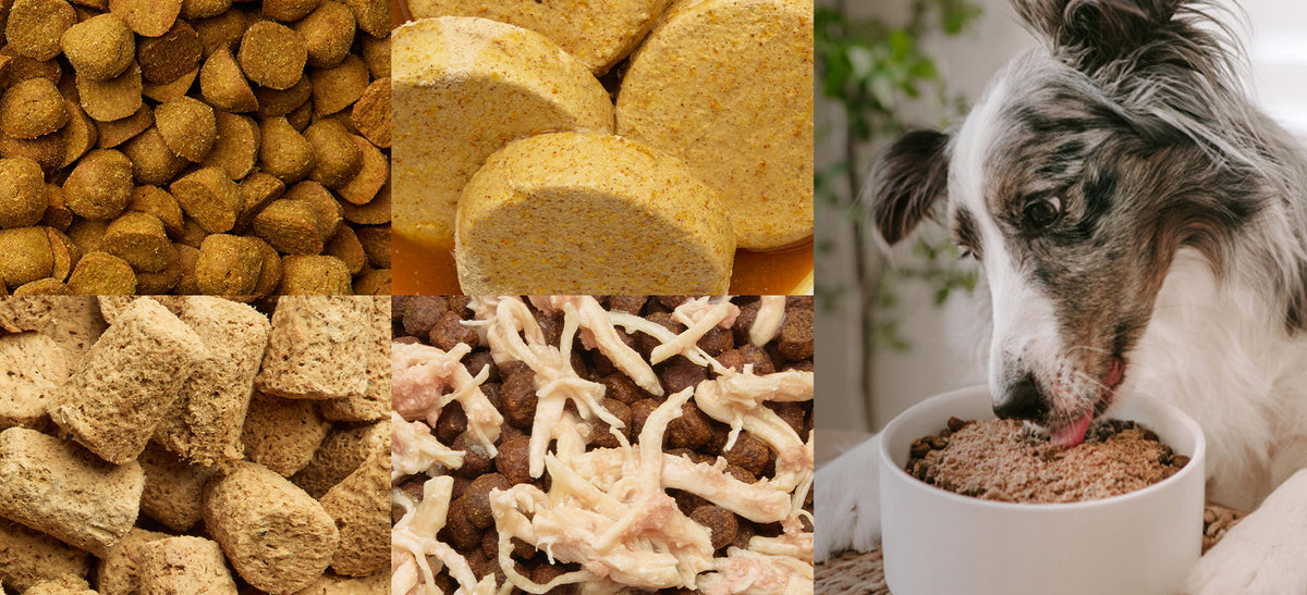 Dog Food with Wild-Caught Salmon
