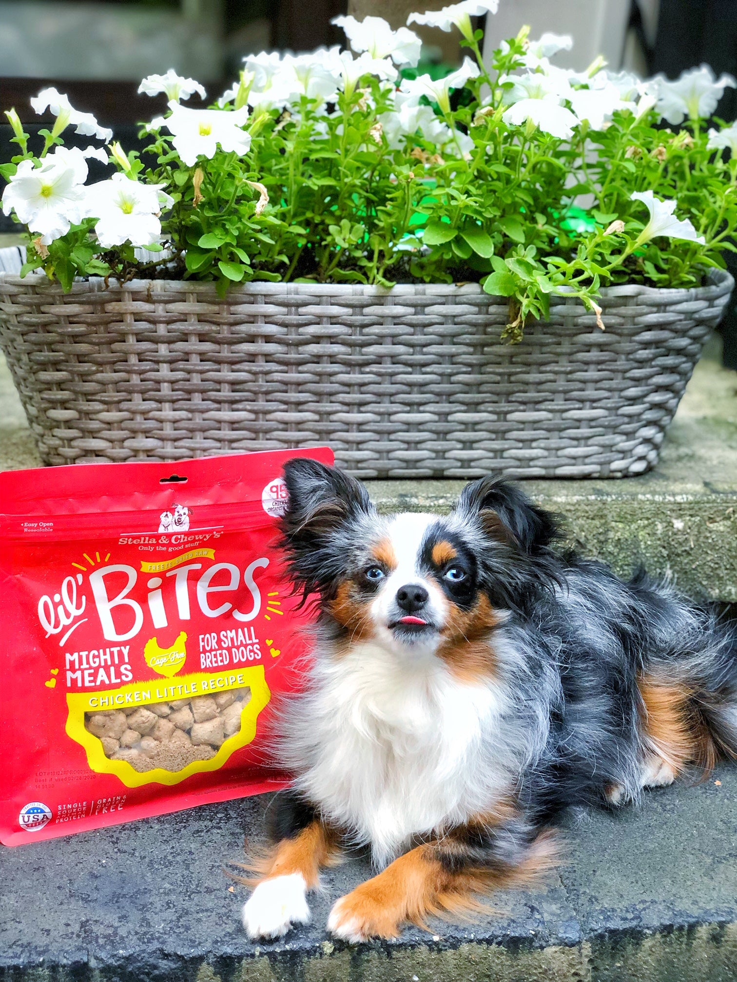 Small Breed Dog Food | Grain-Free High-Protein Recipes for Puppies ...