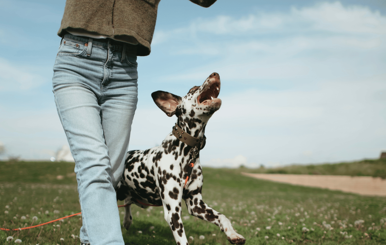 Science Diet Healthy Weight Dog Food Calories