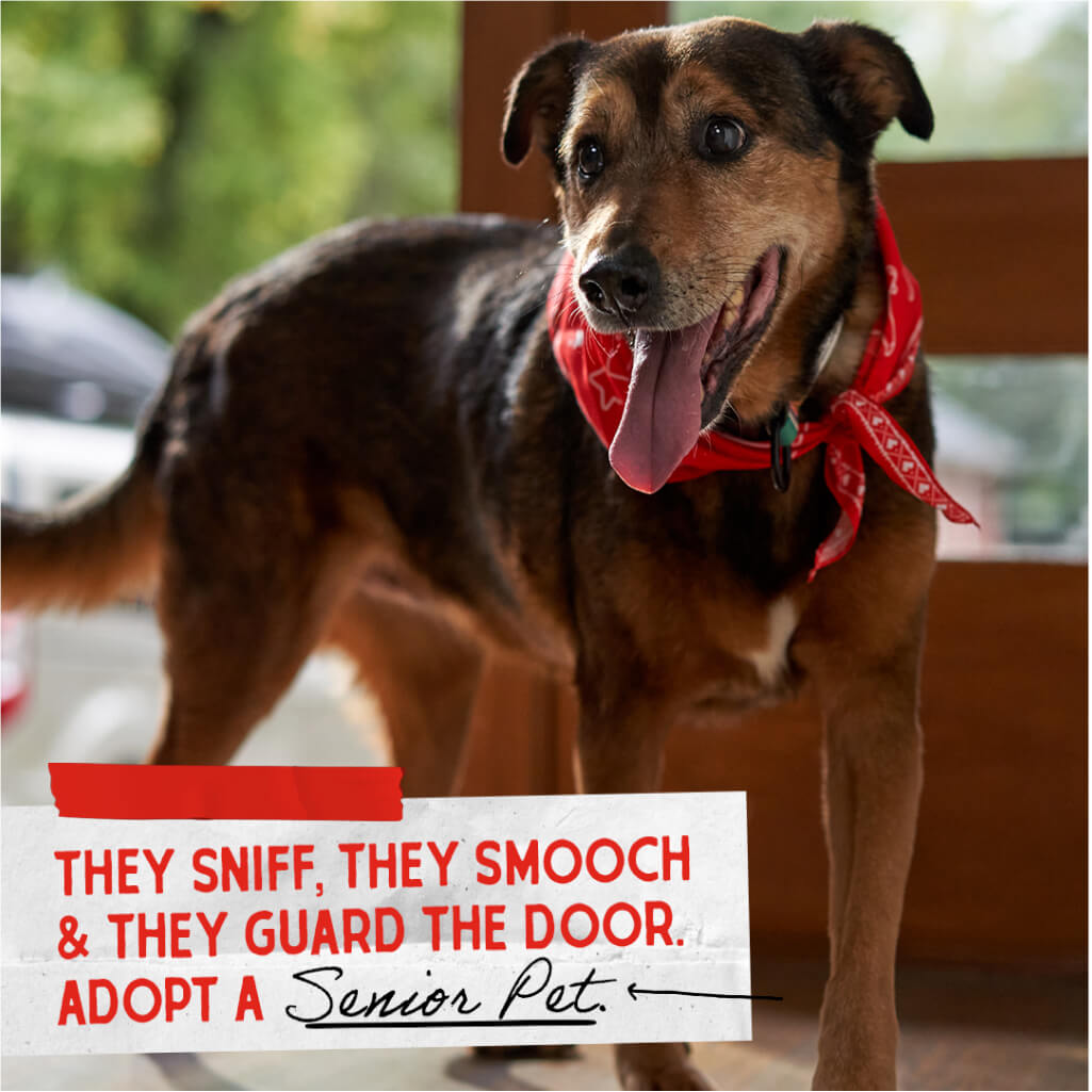 They sniff, they smooch & they guard the door. Adopt a Senior Pet.