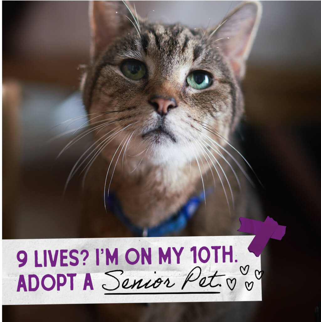 9 lives? I'm on my 10th. Adopt a Senior Pet.