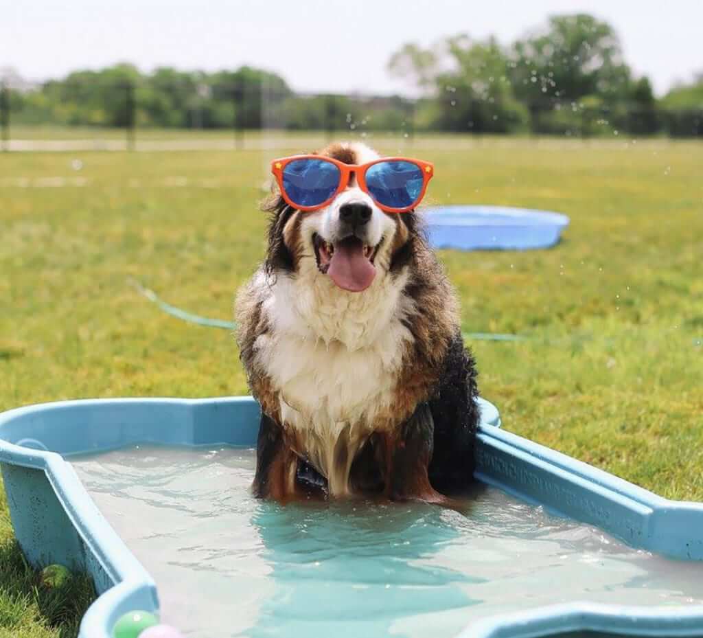 How to Keep Dogs Cool in Summer