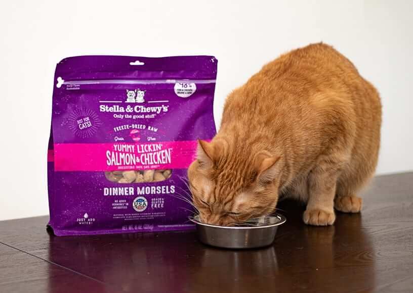 Feeding Cats with Sensitive Stomachs