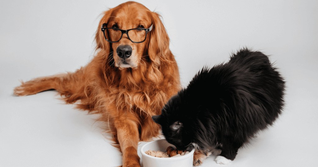 Healthy Dog & Cat Food for a Healthier Pet