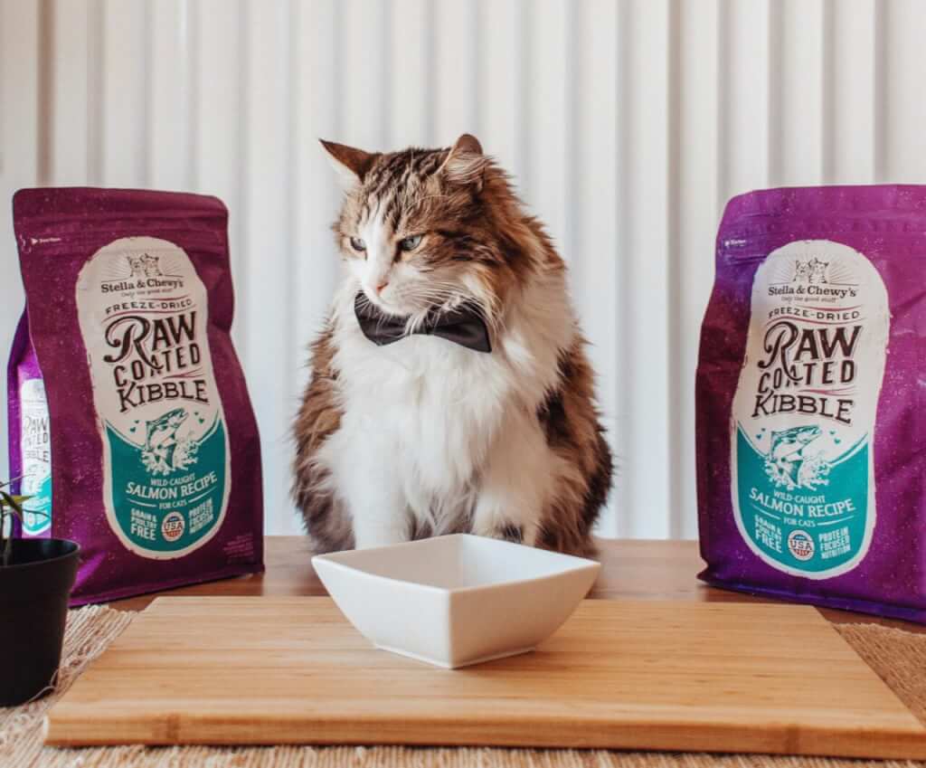 Choosing The Right Food For Your Cat