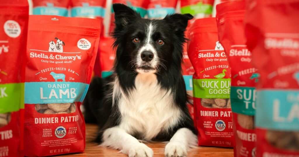 Choosing the Best Source of Protein for Your Dog | Stella & Chewy's