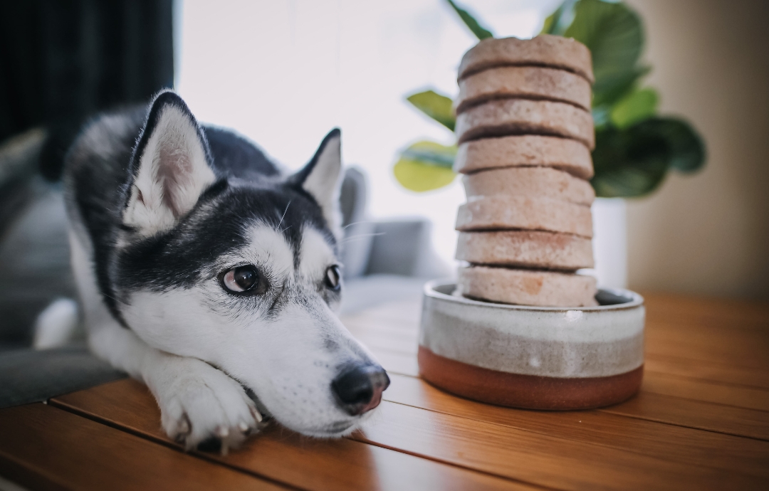 Supporting Dog Digestive Health