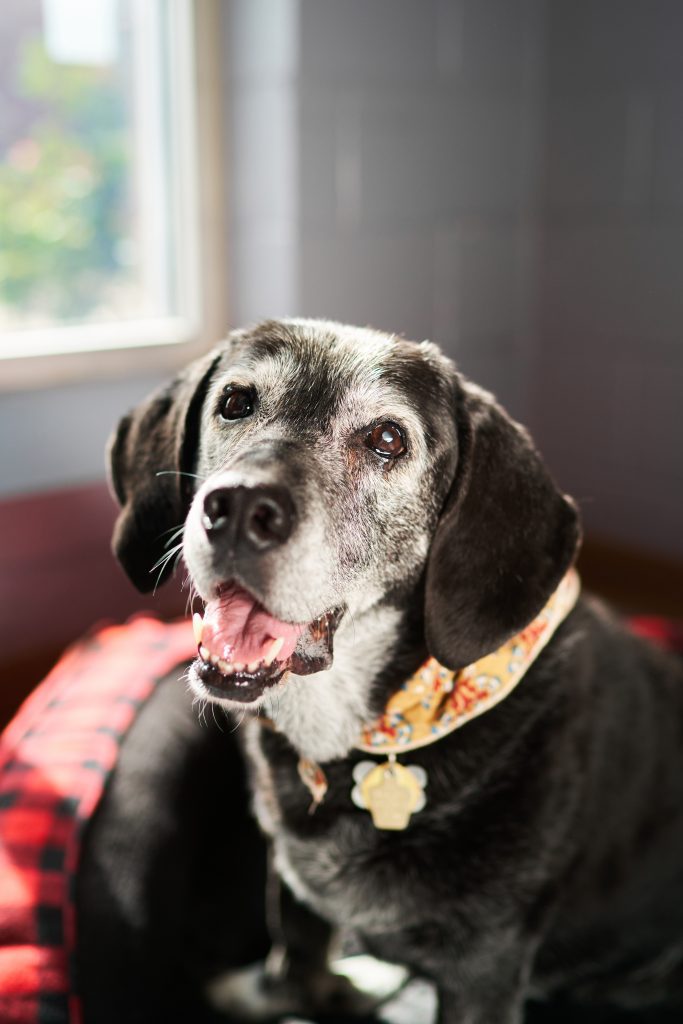 senior dog with white muzzle sitting on a dog bed indoors