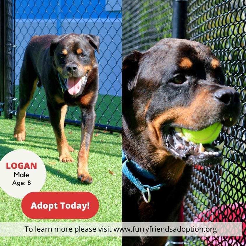 Apply to adopt a pet like Logan.