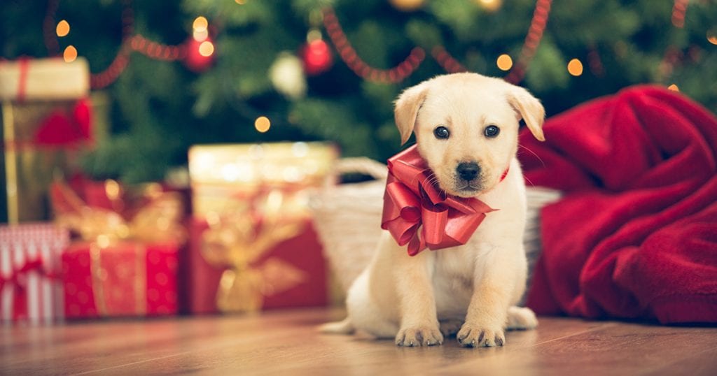 Should I get a puppy for Christmas?