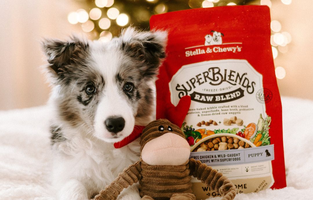 What to Consider Before Getting a Puppy for Christmas