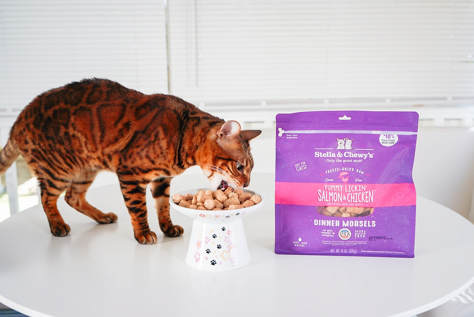 Introducing Your Cat to a Raw Food Diet