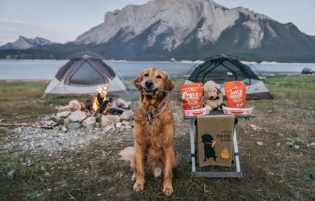 Guide to Camping with Dogs