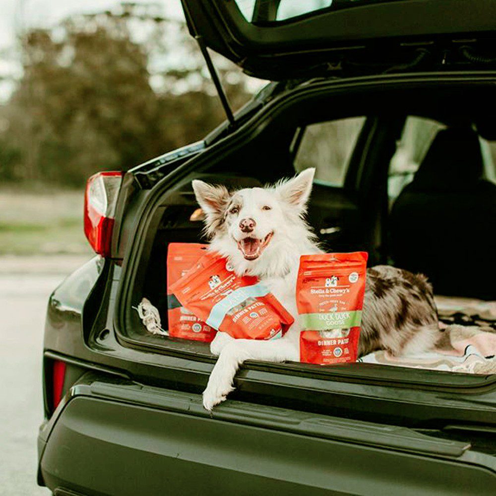 Dog in back of hatchback car with bags of dog treats