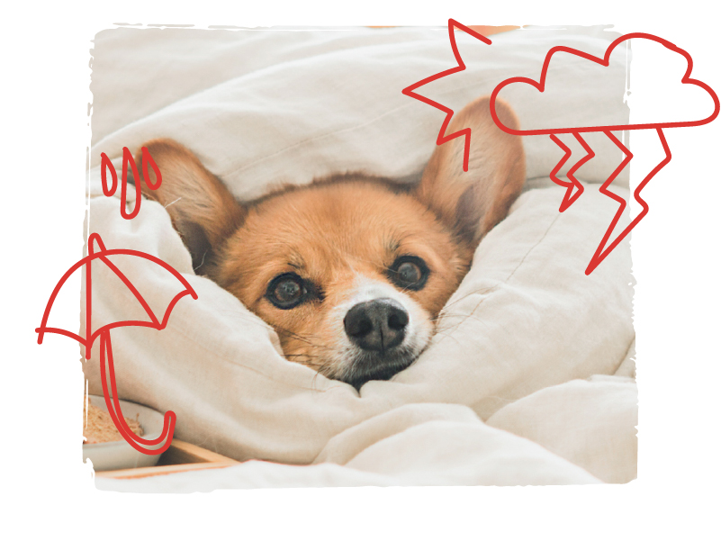 Thunderstorms: How to Keep Your Dog Calm