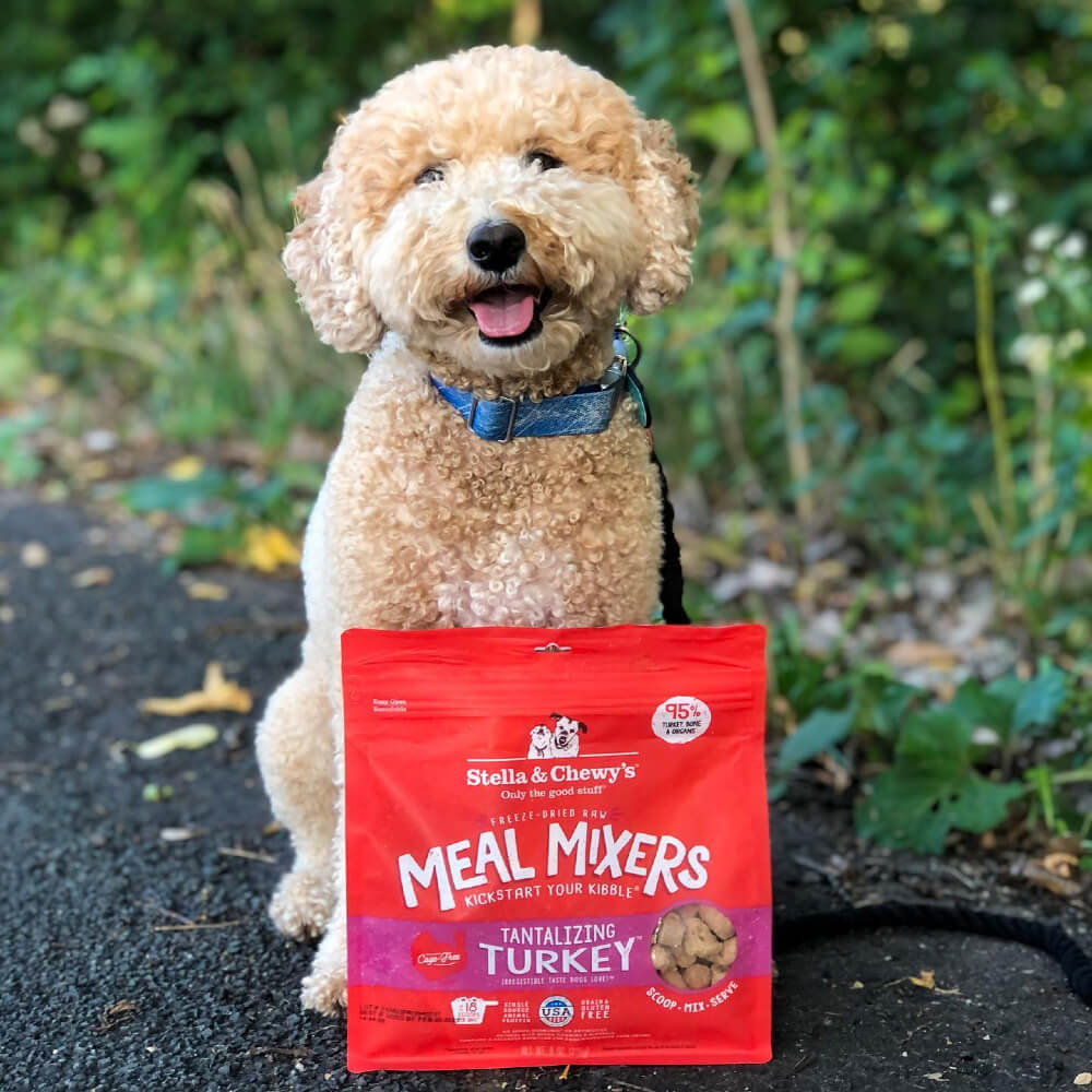 Dog with Tantalizing Turkey Freeze-Dried Raw Meal Mixers