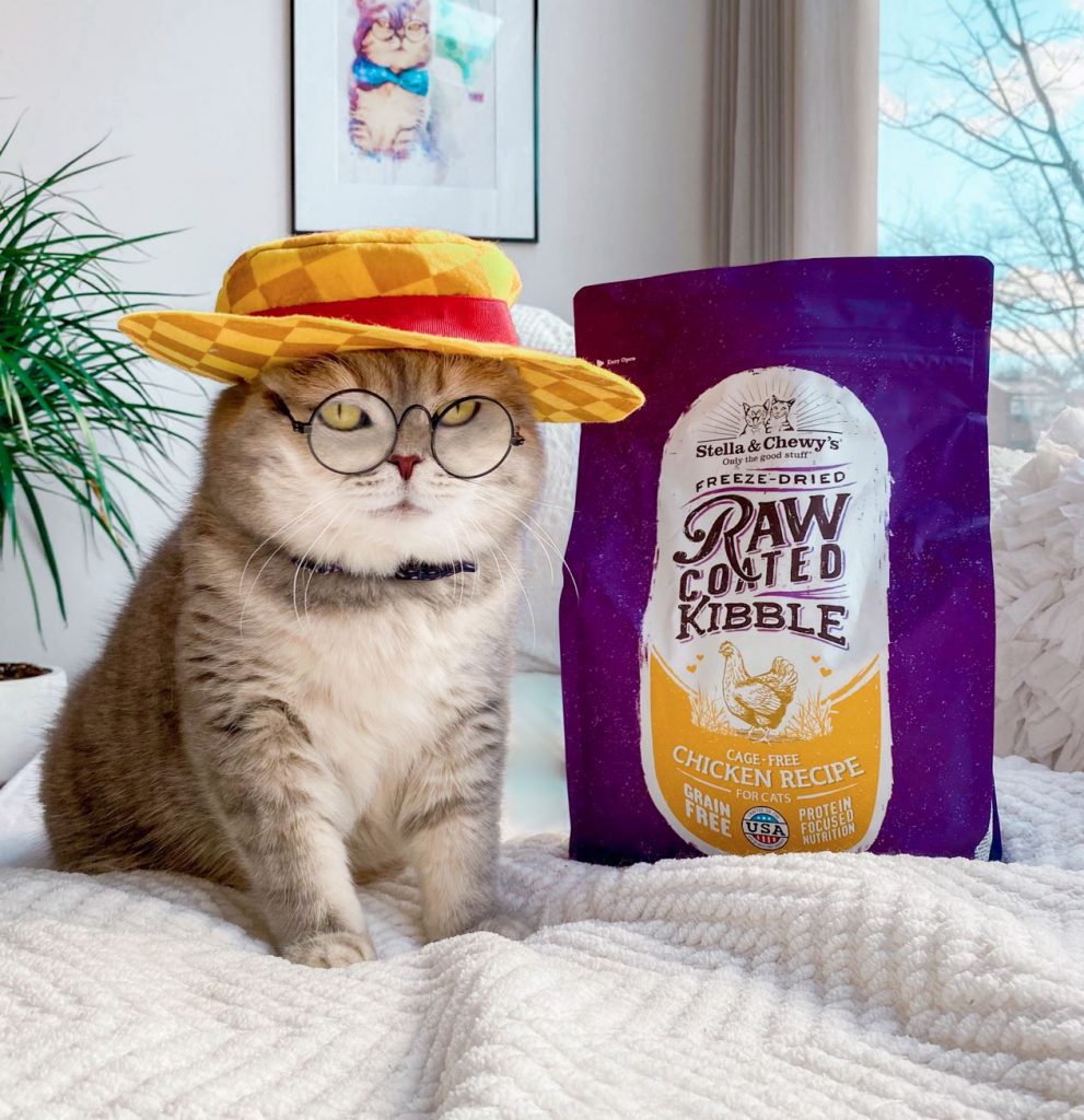 A cat wearing a yellow hat and glasses with a bag of kibble
