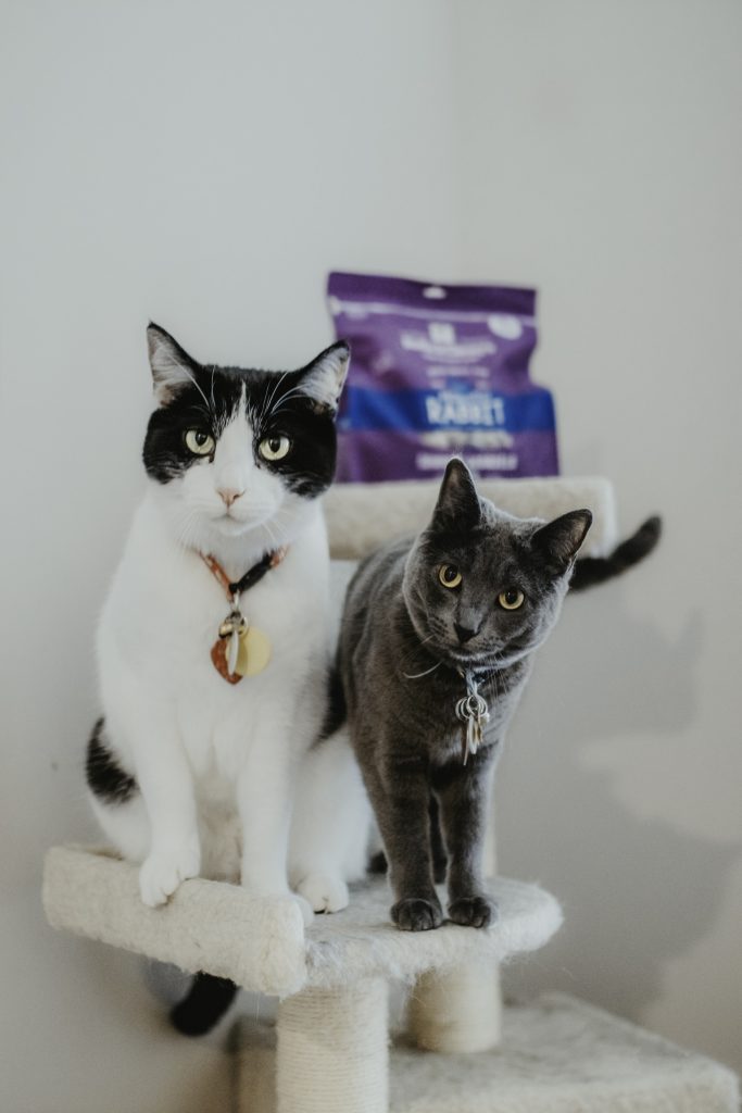 Two cats sitting on a cat tree