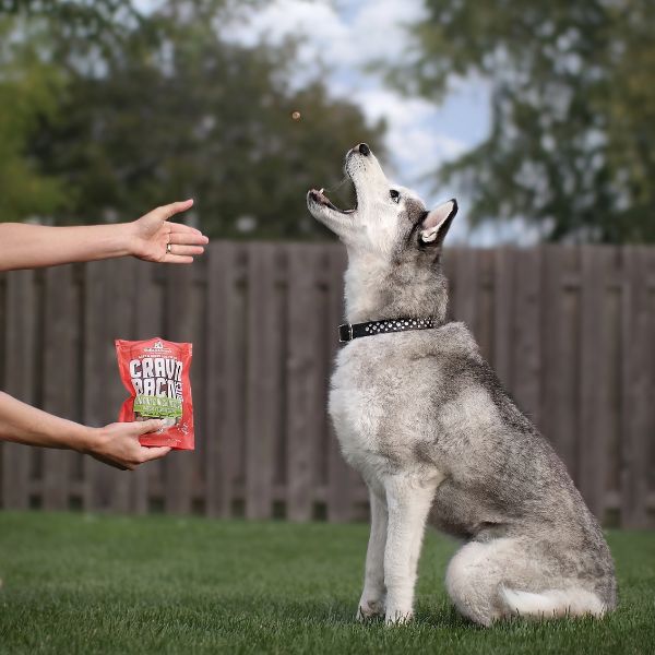 husky with low calorie treats
