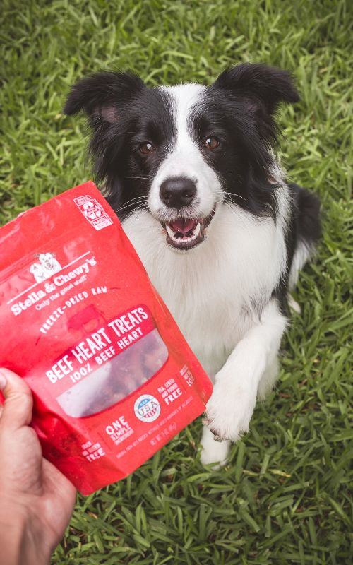 border collie with beef heart treats