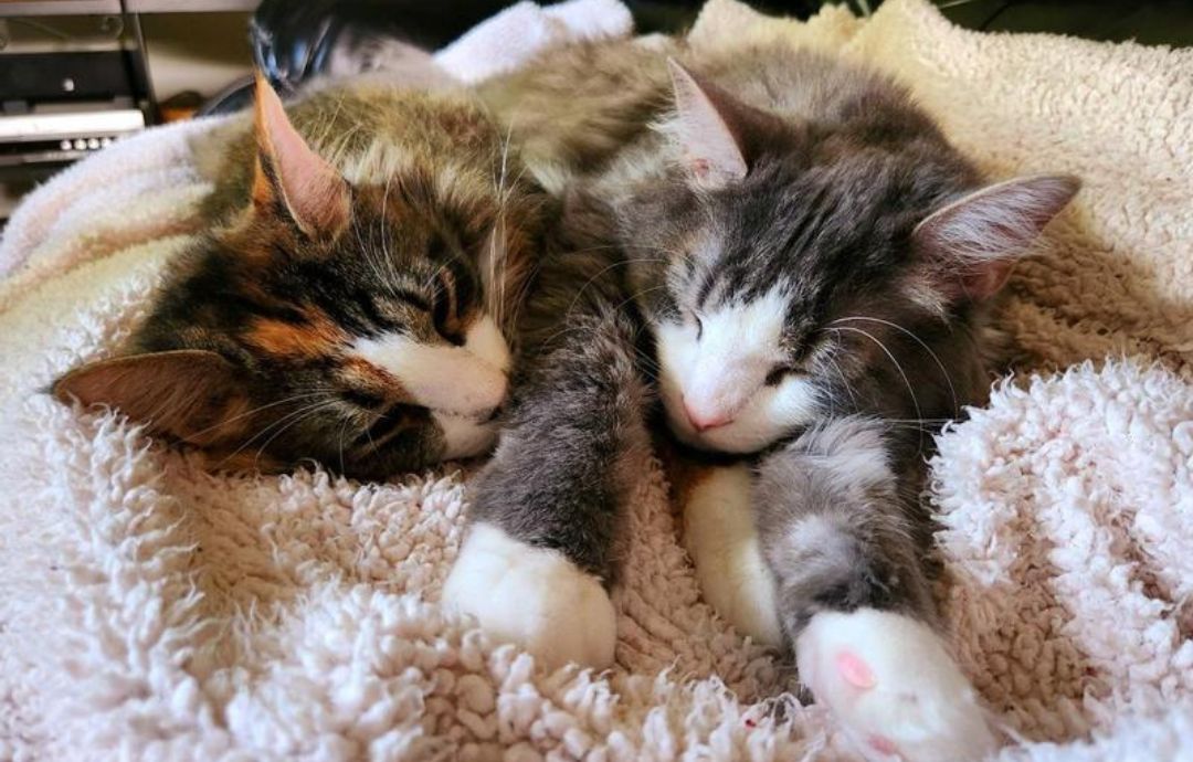 Tips for New Cat or Kitten Parents