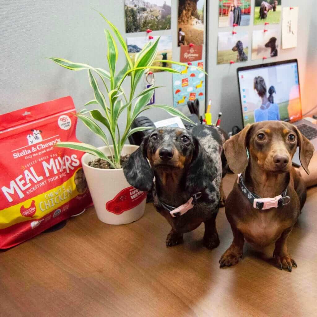 two doxie's named Fig and Weasley