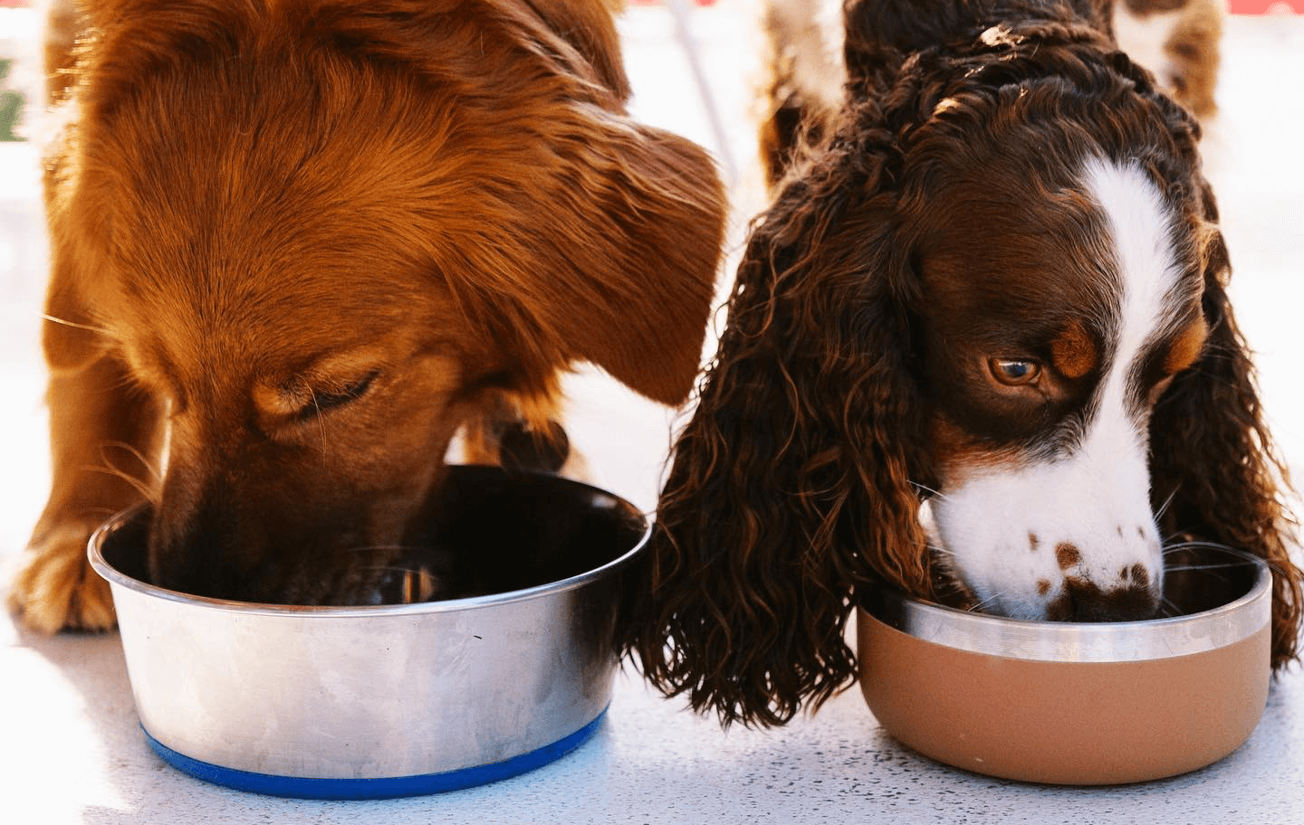 Transitioning Your Pet to Premium Food