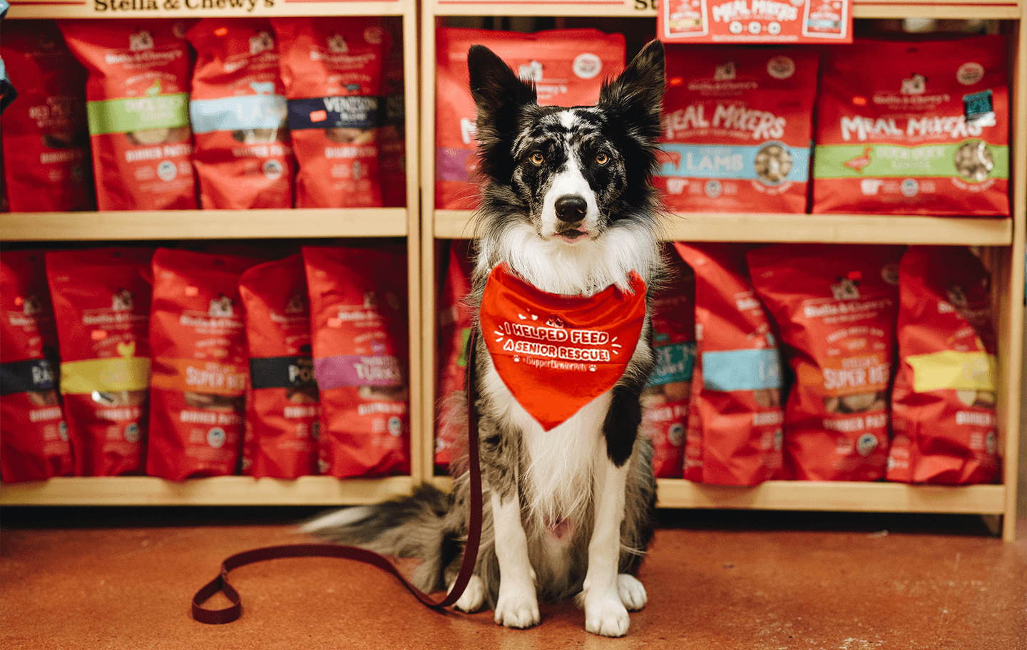 dog wearing red bandana in front of food display