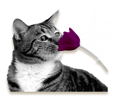 Allergies for Cats