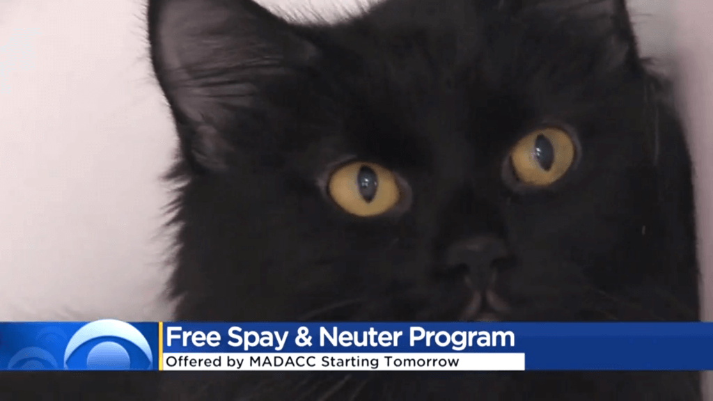 MADACC Announces Plan to Spay, Neuter 400 Dogs and Cats for Free