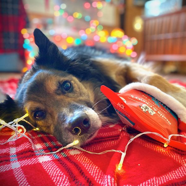 holiday rescue dog