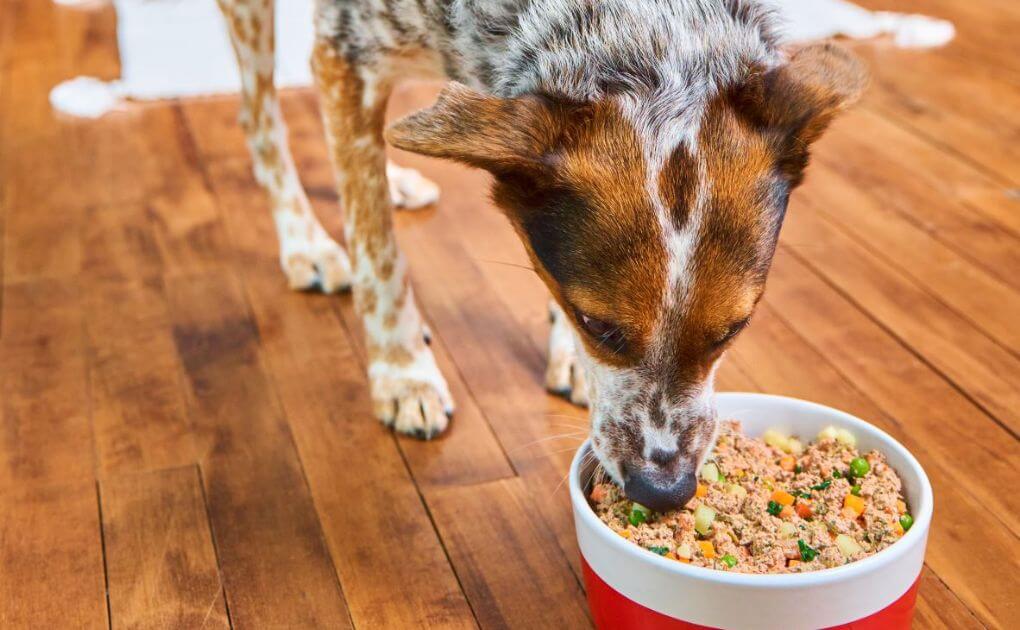 New Gently Cooked Dog Food From Stella & Chewy's