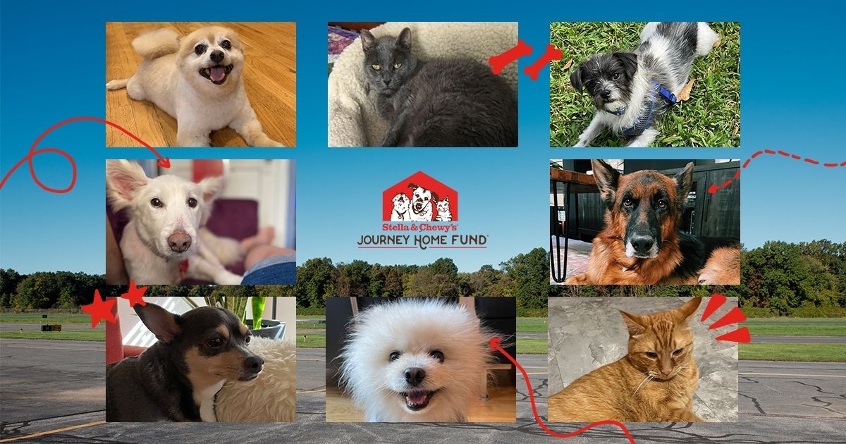 15 Incredible Senior Pet Adoption Stories