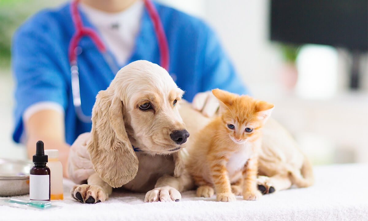 Picking the Right Veterinarian for Your Pet