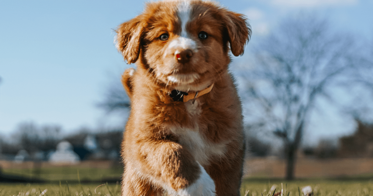 Potty Training Your Puppy or Dog