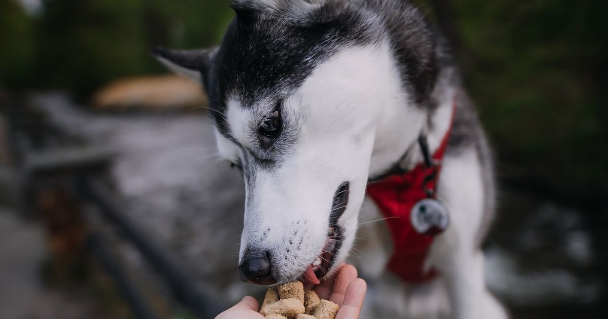 Is a Raw Pet Food Diet Safe for My Dog or Cat?