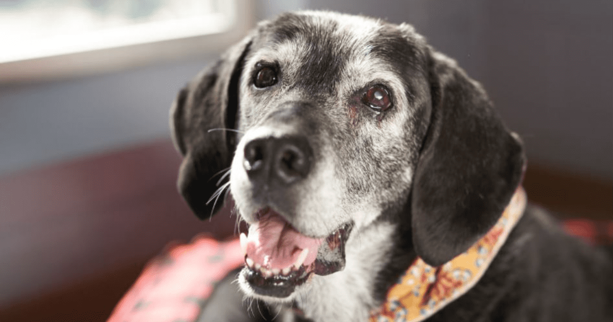 The Awesomeness of Senior Pet Adoption