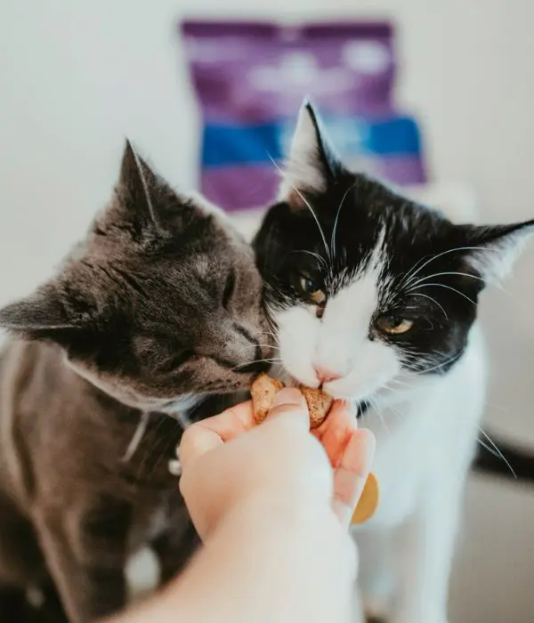 two cats eating from hand