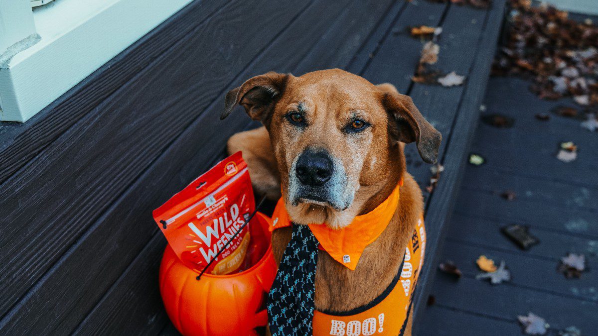 Keep Your Dog Calm During Trick or Treating