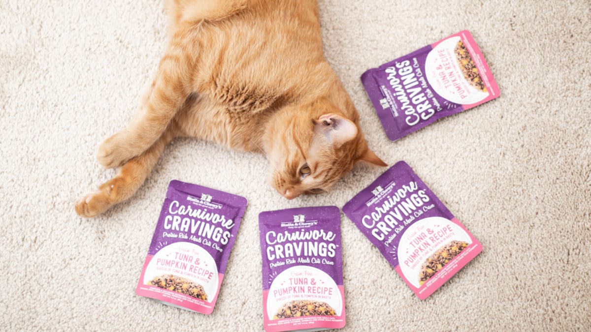 Surprisingly Healthy Human Foods For Your Cat