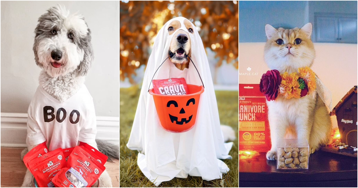 DIY Halloween Costumes for Dogs & Cats